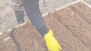 Посев щавеля осенью