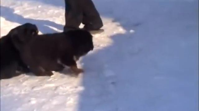 Щенки От Eyong и Ефрасиньи (питомник "ПЕТРО-ПРЕСТИЖ", СПб) смотреть онлайн