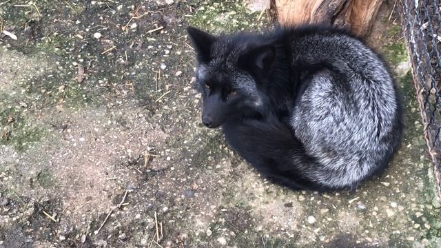 Милая лисичка-чернобровка! Cute black fox! смотреть онлайн