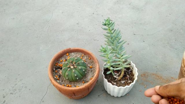 Osmocote Fertilizer in Succulents and Other Plants смотреть онлайн