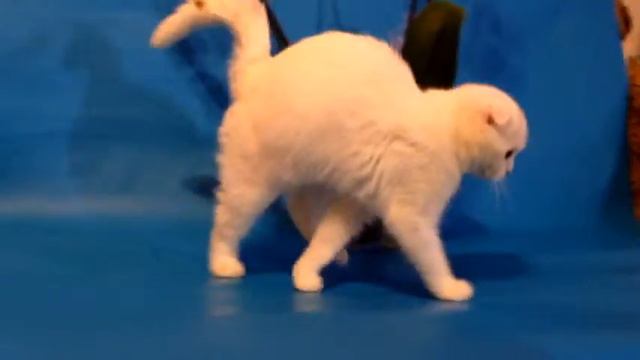 Продажа шотландских котят . смотреть онлайн