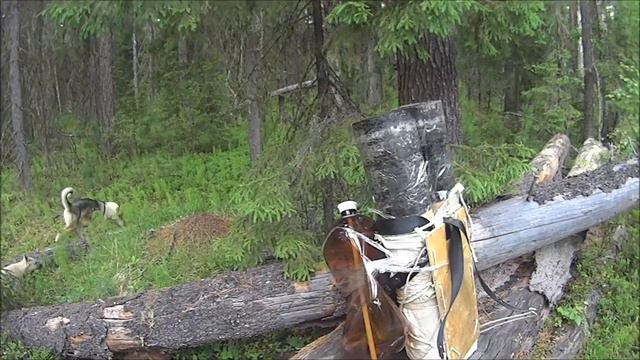 Летняя прогулка, до привады и избы. смотреть онлайн