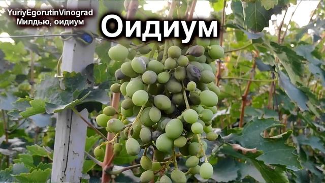 ? Внимание срочно проверьте это! Иначе Милдью и Оидиум на винограде. Как определить и что делать? смотреть онлайн