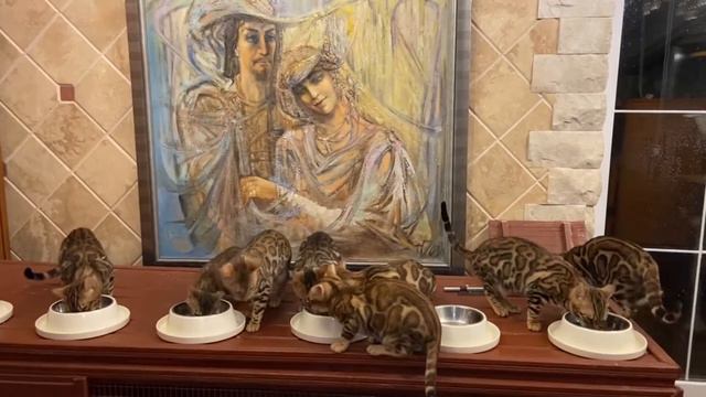 БЕНГАЛЬСКИЕ КОШКИ, в ДИКОМ ТИПЕ, на ТРЕНИРОВКЕ смотреть онлайн