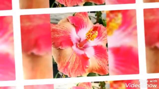 saniya Nursery king of hibiscus flowers plants Australia смотреть онлайн