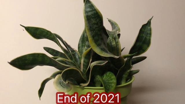 Short journey of my Sansevieria ‘Twisted Sister’ plant in UK - tanaman Grace Sirait di Inggris смотреть онлайн