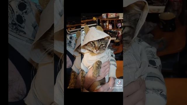 aww so cute kitten playing dress up #cats #kittens #kucing #猫 #貓 #gatas #кошки #nhữngconmèo #муур смотреть онлайн