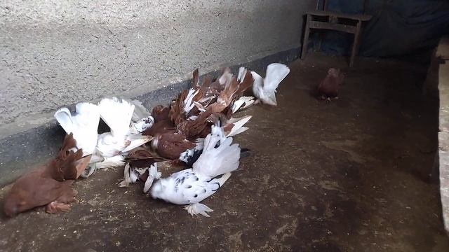 ейские двухчубые,ленточные, носочубые голуби Олега Безгуба смотреть онлайн