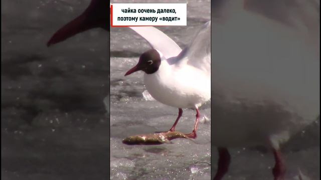 Чайка / БОЛЬШАЯ ДОБЫЧА #Shorts смотреть онлайн