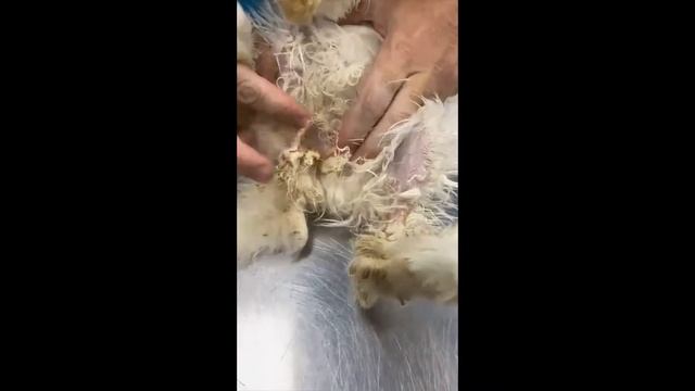 Как отличить крола от крольчихи смотреть онлайн