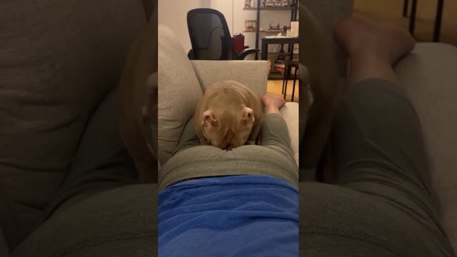 Испортили сон… смотреть онлайн