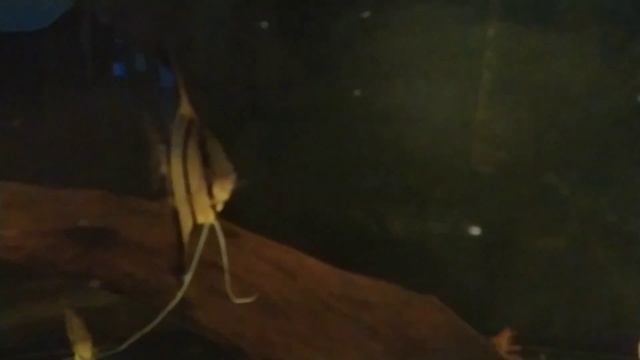 Скалярия делит малька ( личинку) в общем аквариуме.