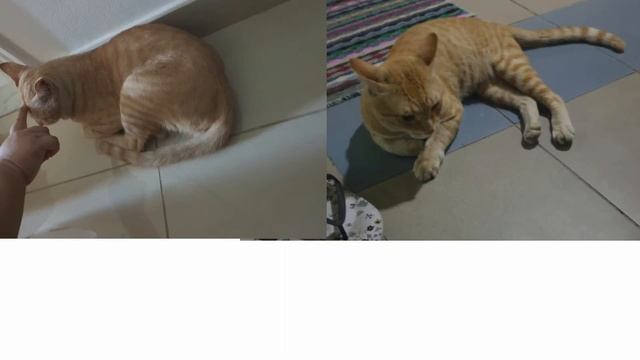 CAT GINGER VS NEW CAT GINGER смотреть онлайн