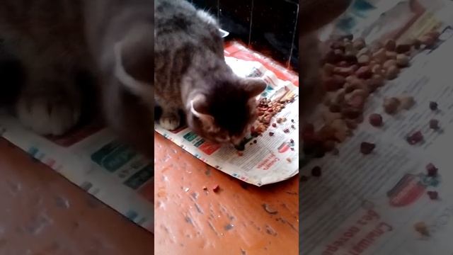 как приучить вашего кота есть огурцы