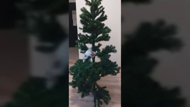 Я в Польше#17. Ёлка и Манька - ВСТРЕЧА🌲🐈😉🤣 смотреть онлайн