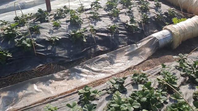 09 марта 2023г Земляника садовая сорт Кабрилло и Мурано смотреть онлайн