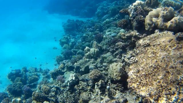 Коралловый риф налево от понтона отеля Tropitel Sahl Hasheesh