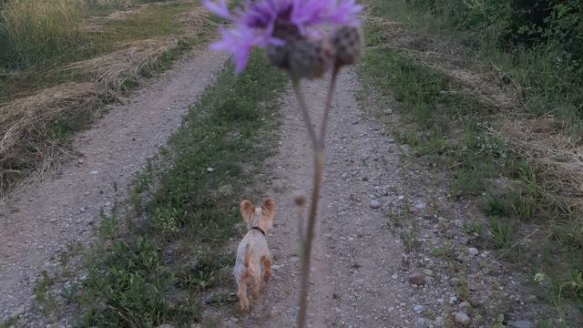 Маленький пёсик смотреть онлайн
