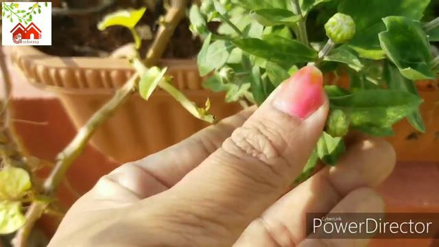 చామంతి పువ్వులు ఎక్కువ పూయాలంటే#How to get more flowers in Chamanthi plant/Chysanthemum plant/ смотреть онлайн