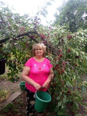 Вишня чернокорка.mp4