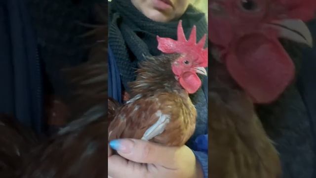 Малазийская серама. Уникальная маленькая погода карликовых кур❤️ #nature #reels #chicken #серама смотреть онлайн