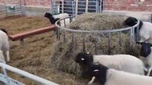 Вакцинация овец. Февраль, 2022 год