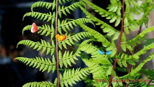 Кочедыжник женский Леди ин Ред (lady in red) ? обзор: как сажать, саженцы кочедыжника Леди ин Ред