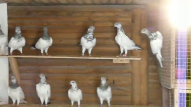 Венгерская охота-Игоря Тимофеева