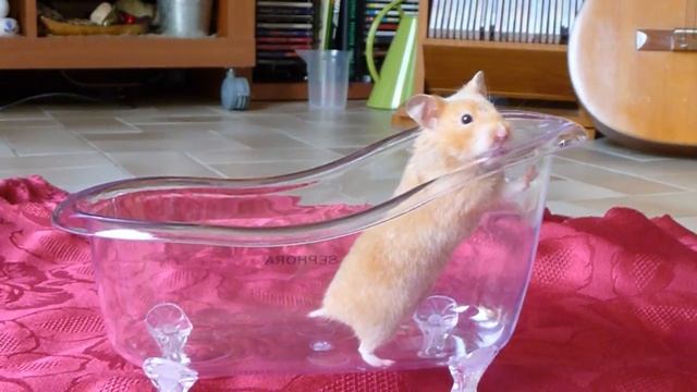 Java the tiny Hamster is dancing in stop motion! смотреть онлайн