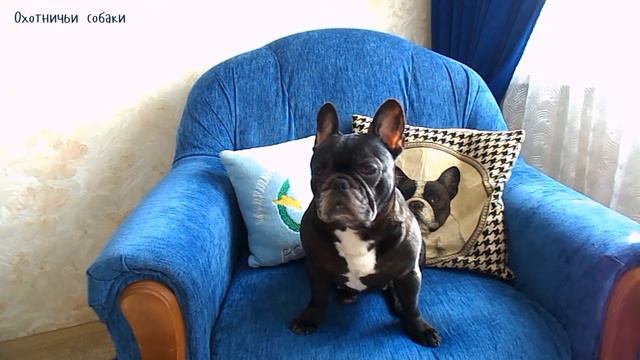 Группы собак:сторожевые,охотничьи и ездовые//Pulya Dog смотреть онлайн