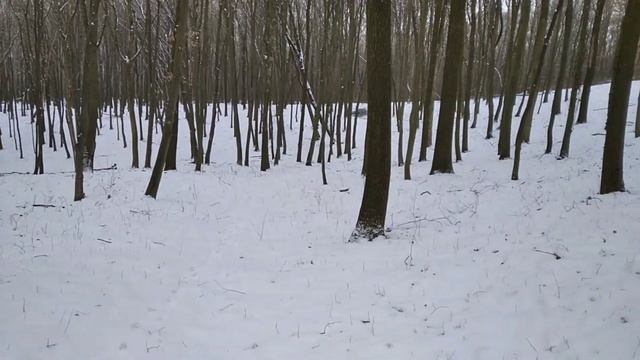 В лес по грибы за вешенкой и зимними опятами /11 марта 2021/ смотреть онлайн