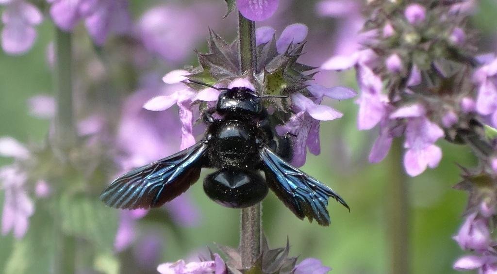 Пчела-плотник. Пчела из Красной книги ( Xylocopa valga ) смотреть онлайн