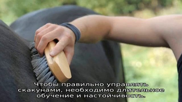 Как управлять лошадью смотреть онлайн