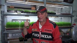 Как иэбавиться от плесени на пшенице.