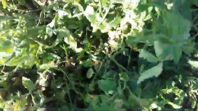 Томаты. _Монгол карлик, Ананасный поросёнок _. смотреть онлайн