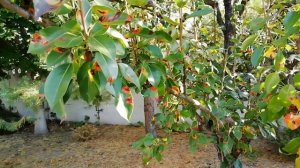 Болезни на груше.  Ржавчина  груши - опыт борьбы с болезнью.