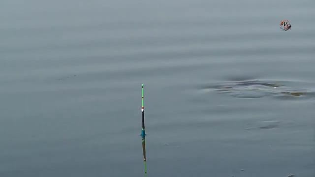 Рыбалка на реке Понура. Поклевка черепахи на поплавочную удочку на мясо рака. Fishing angeln смотреть онлайн