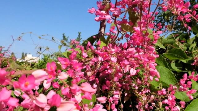 Fujifilm FinePix X20 Macro Video Sample смотреть онлайн