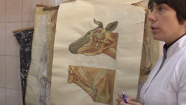 Духовный плюс физической ауры