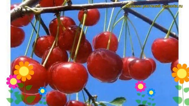 Вишня обыкновенная Десертная Морозовой. Краткий обзор cerasus vulgaris Desertnaia Morozovoi смотреть онлайн