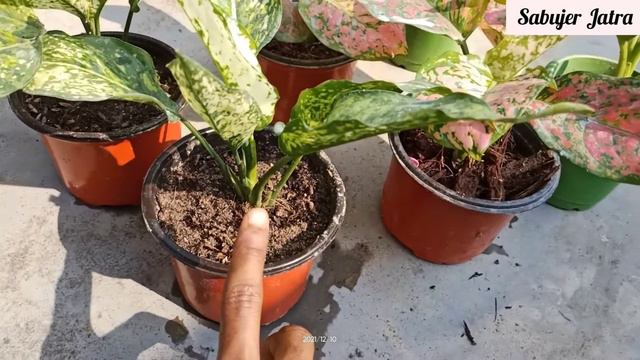 How to care for all indoor plants l best Soli mix and fertilizer l Best house plant l Winter l смотреть онлайн