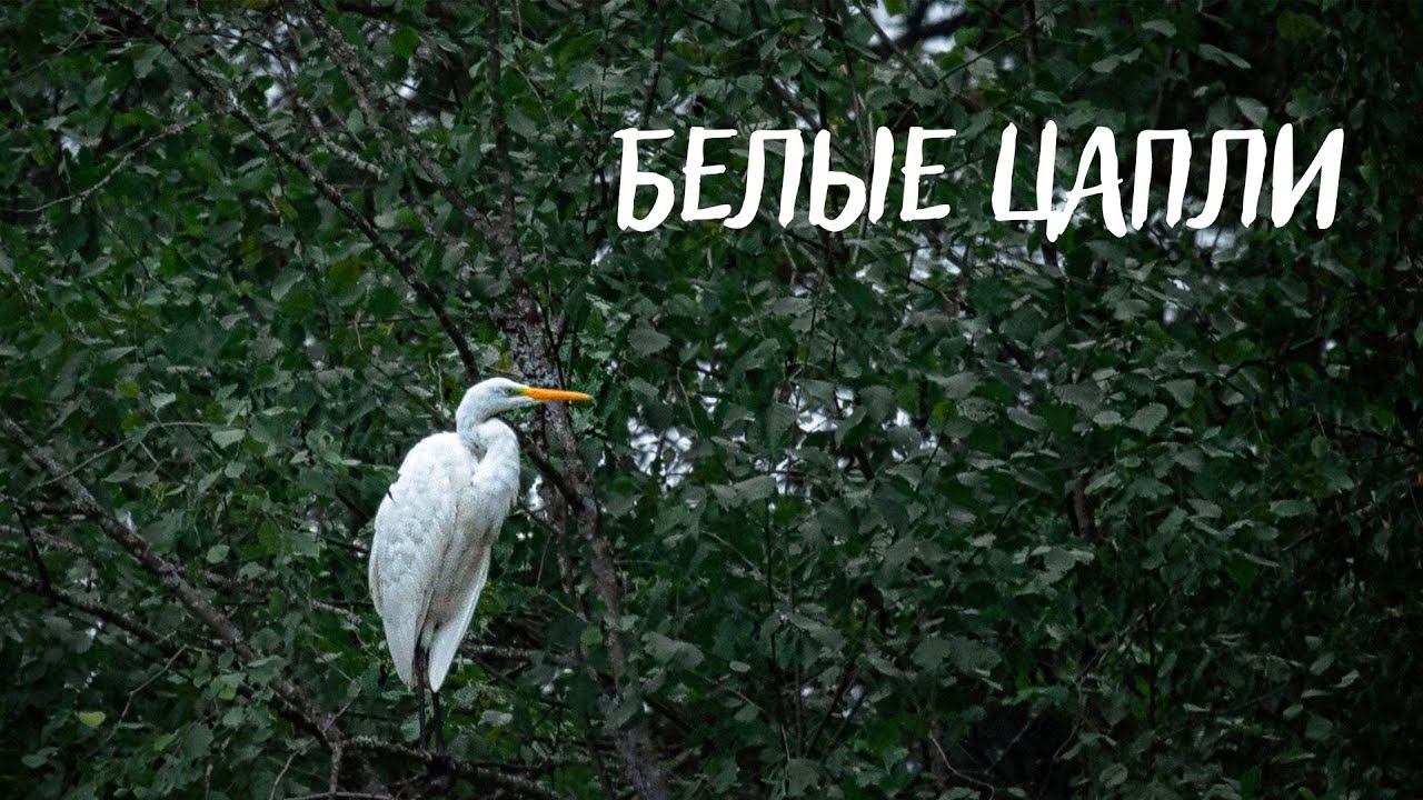 Белые цапли в Тверской обл. смотреть онлайн