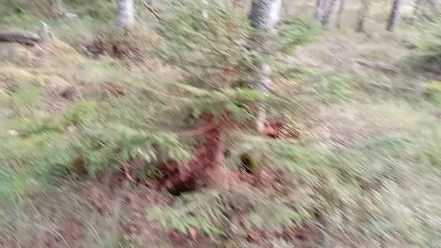 Чудесная природа Псковской области смотреть онлайн