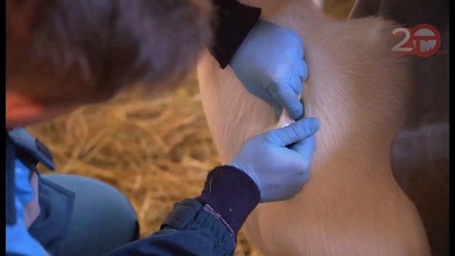 В округе проходит чипирование сельскохозяйственного скота смотреть онлайн