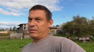 Какой сидерат лучше для картошки?Фацелия или горчица?Делимся собственным опытом.