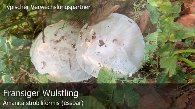 Pilzportrait - Gelber Knollenblätterpilz (weiße Form) | Amanita citrina var. alba смотреть онлайн