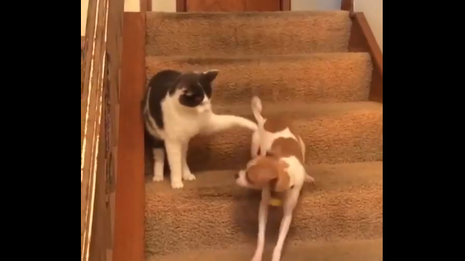 Кот сломал собаку смотреть онлайн