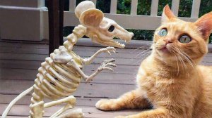 Приколы с котами! СМЕШНЫЕ КОТЫ И СОБАКИ! Смешные животные!