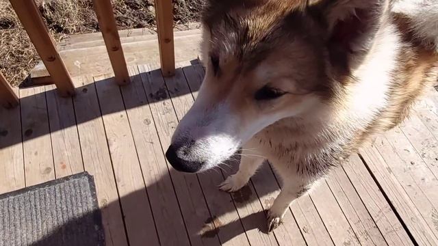 Два дня щенкам/Закупка обрези/ смотреть онлайн