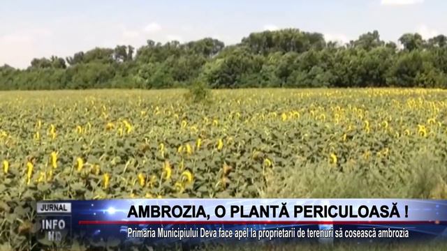 AMBROZIA, O PLANTĂ PERICULOASĂ ! смотреть онлайн